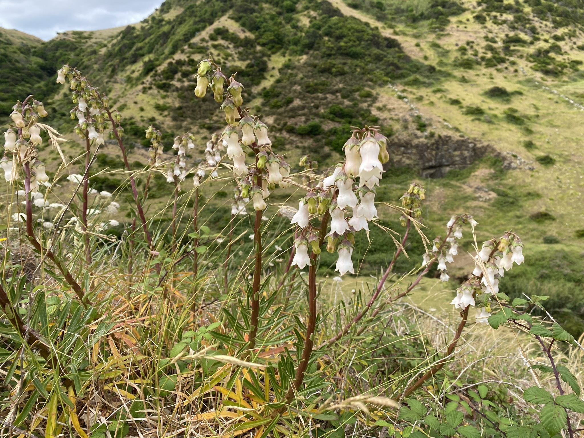Imagem de Campanulácea-dos-Açores