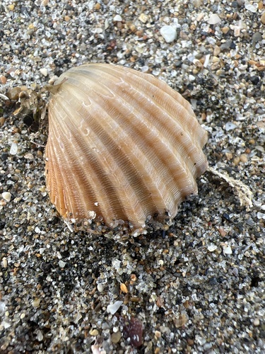 poorly-ribbed cockle