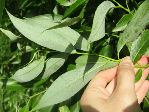 Image of Salix euxina by (c) snaily_naily, some rights reserved (CC BY)