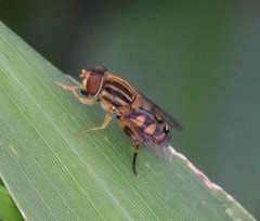 Parhelophilus integer