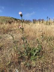 Silene scouleri scouleri