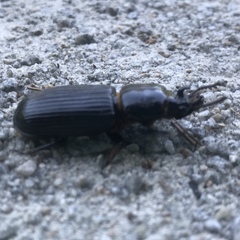 Odontotaenius disjunctus