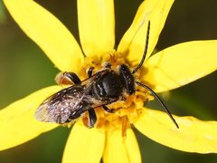 Lipotriches submoerens