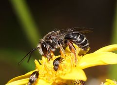 Lipotriches submoerens