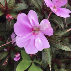 Impatiens hawkeri