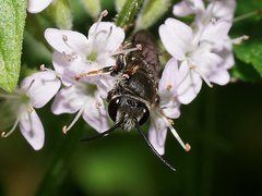 Lipotriches submoerens