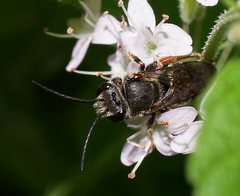 Lipotriches submoerens