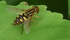 Parhelophilus integer