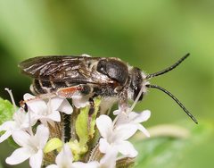 Lipotriches submoerens