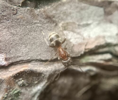 东方光胸臭蚁Liometopum orientale