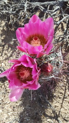 Sclerocactus polyancistrus