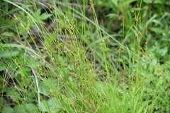 Cladium mariscoides
