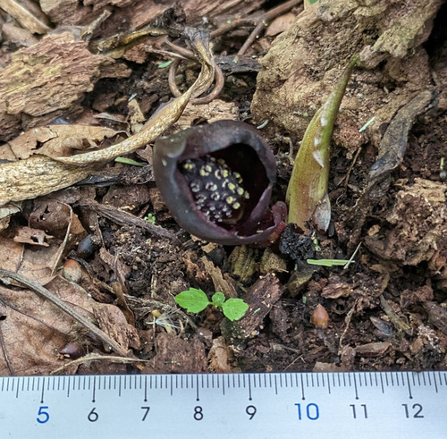 Symplocarpus nipponicus iNat (3)