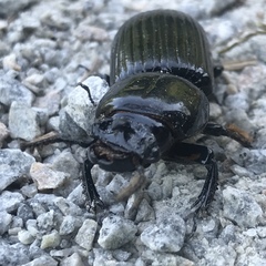 Odontotaenius disjunctus