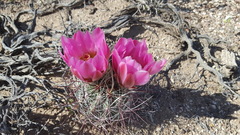 Sclerocactus polyancistrus