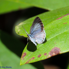 Celastrina serotina