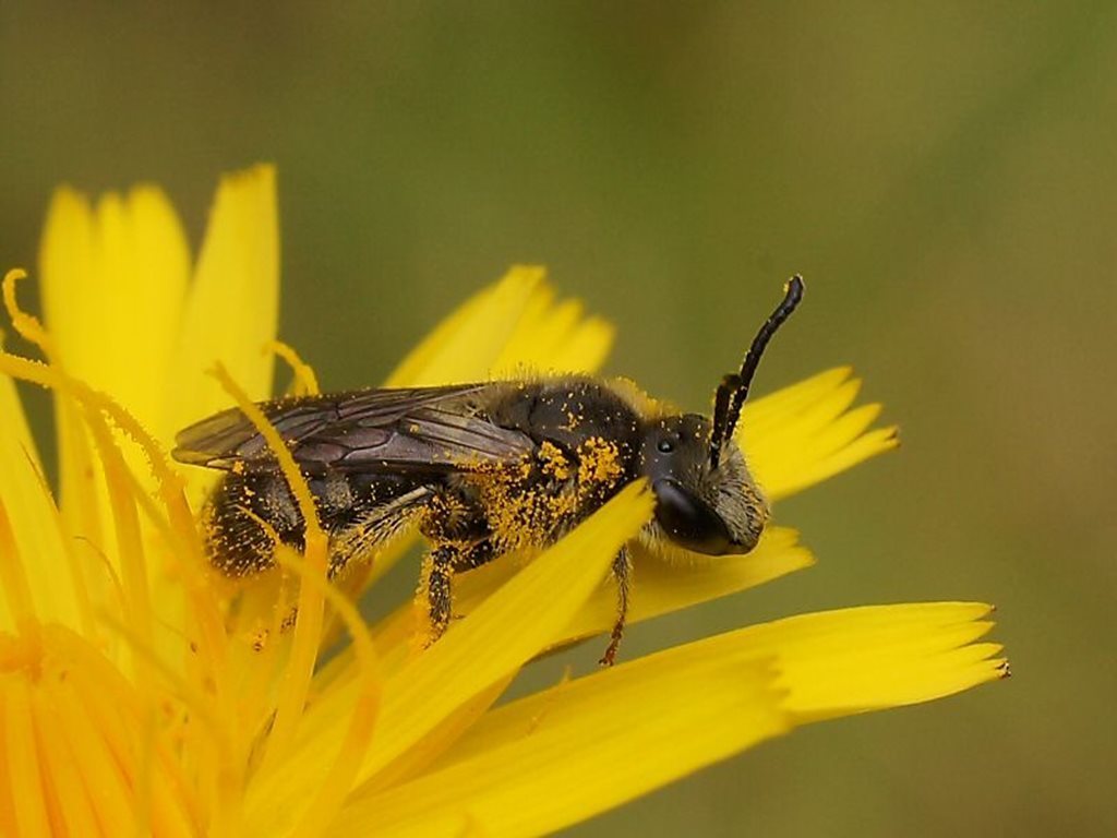 Lasioglossum brunnesetum