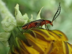 Atalantycha bilineata