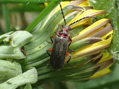 Atalantycha bilineata