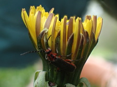 Atalantycha bilineata