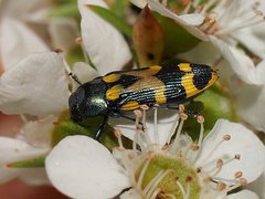 Castiarina flavopicta