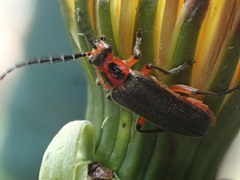 Atalantycha bilineata