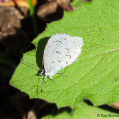 Celastrina serotina