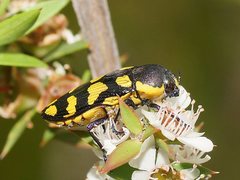 Castiarina octospilota