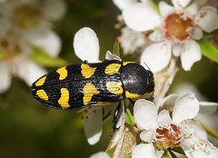 Castiarina octospilota