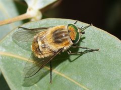 Scaptia patula