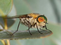 Scaptia patula