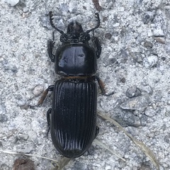 Odontotaenius disjunctus