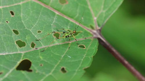 Black-footed Bush-cricket
