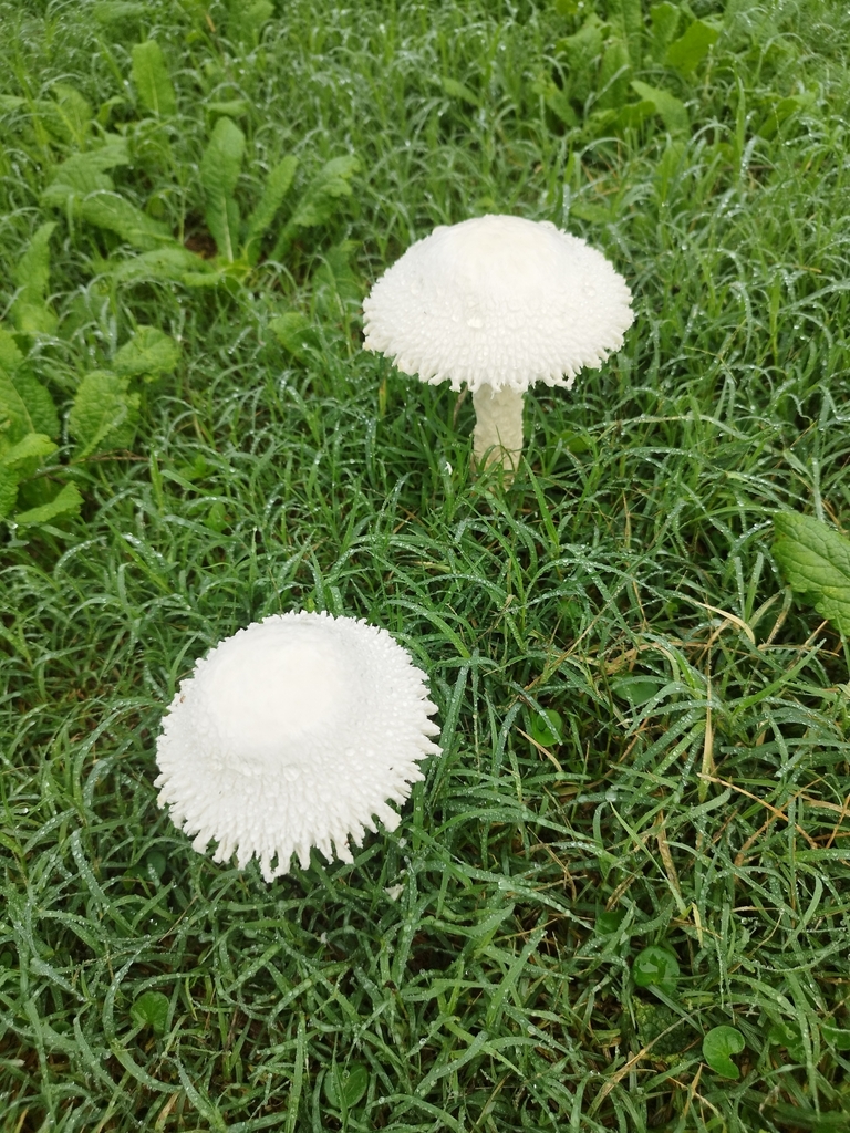 Amanita foetens · March 2024 · photo: © seba_fornes (iNaturalist, cc-by)