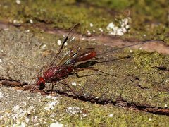Aulacidae