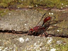 Aulacidae