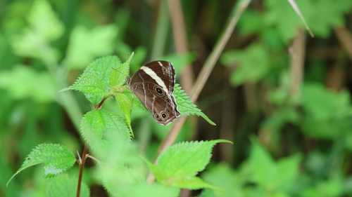Straight-banded Treebrown