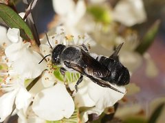 Megachile lucidiventris