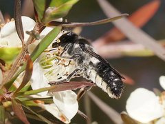 Megachile lucidiventris
