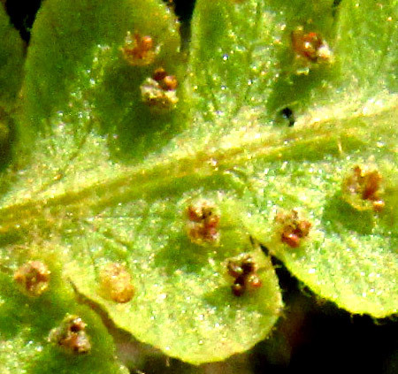 Woodsia mollis (Woodsia mollis)
