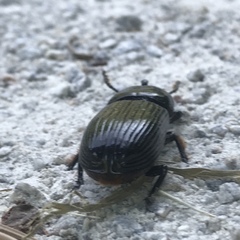 Odontotaenius disjunctus