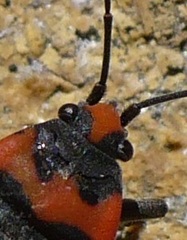 Lygaeus simulans
