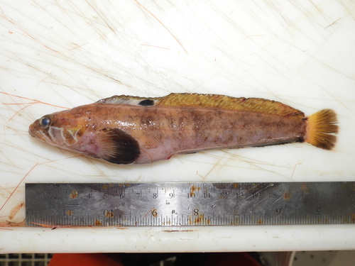Fourline snakeblenny (Eumesogrammus praecisus) — Stichaeidae