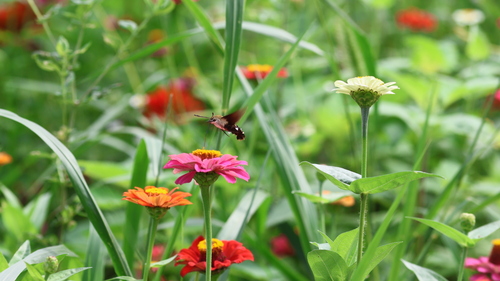 Humble Hummingbird Hawkmoth