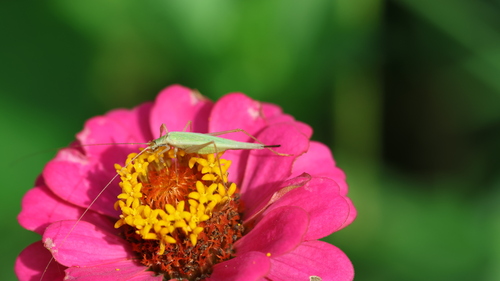 Oecanthus euryelytra