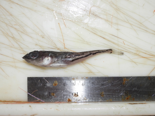 Bigeye sculpin (Triglops nybelini) — Cottidae — 4