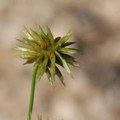 Cyperus lupulinus