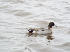 Anas platyrhynchos × acuta
