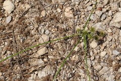 Cyperus lupulinus