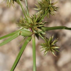 Cyperus lupulinus